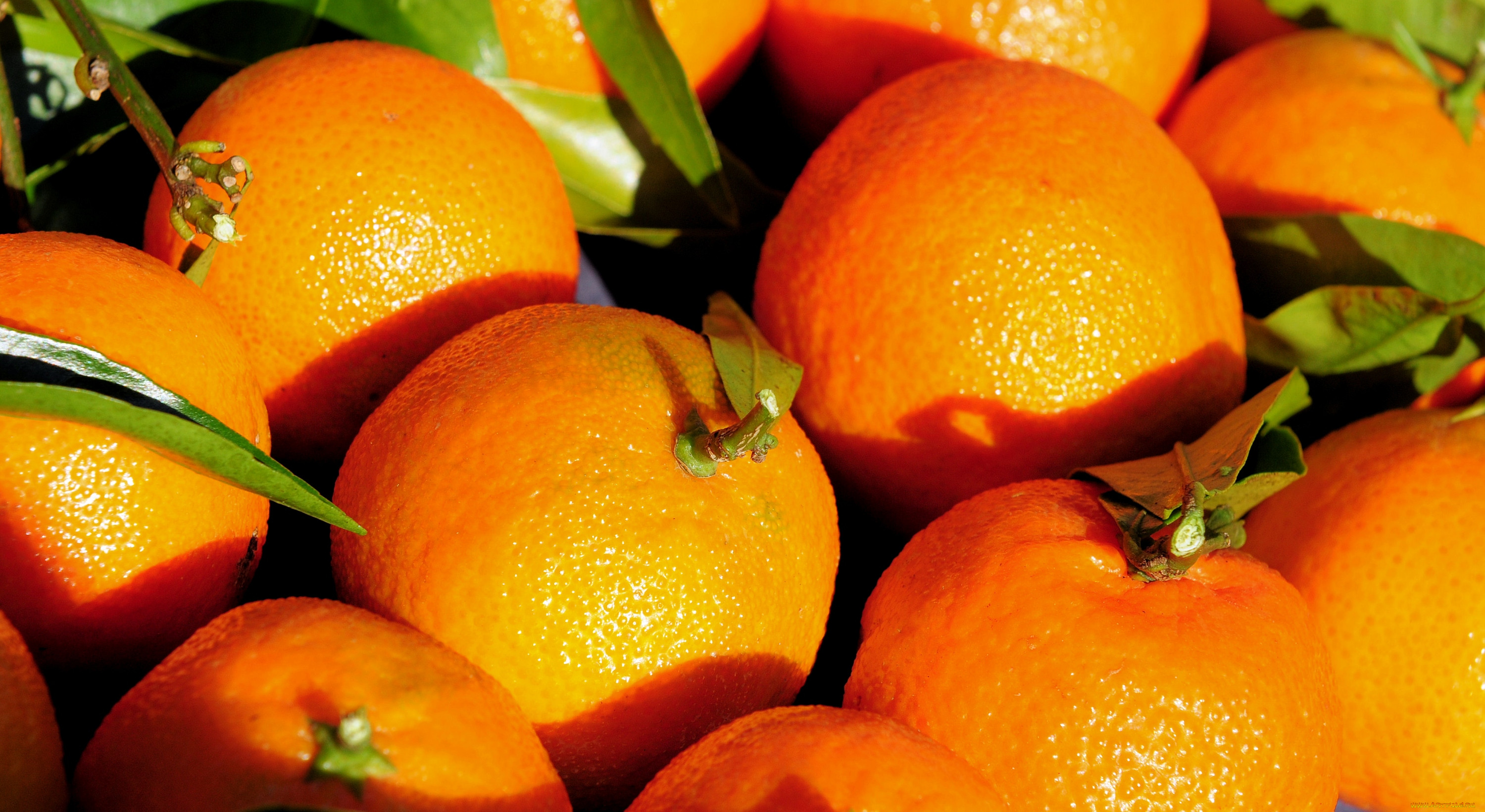 Почему мандарин оранжевый. Померанец оранж. Померанец цвета оранж. Мандарин померанец. Цитрус мандарин +апельсин.